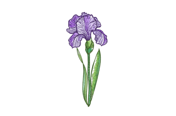 Iris Flower Review for Seasonal Collections